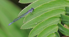 Pseudagrion draconis