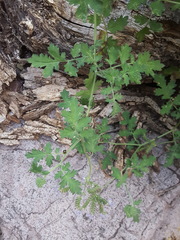 Phacelia rupestris