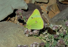 Colias sagartia