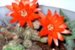 Lobivia silvestrii