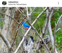 Passerina rositae