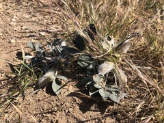 Astragalus monophyllus