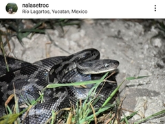 Pseudelaphe phaescens