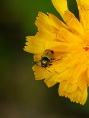 Cryptocephalus laetus