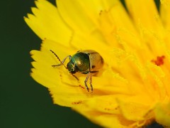 Cryptocephalus laetus