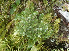 Brachyglottis bidwillii