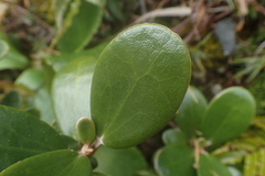 Brachyglottis bidwillii