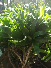 Dracaena fragrans compacta