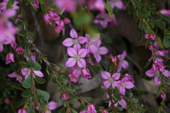 Boronia crenulata