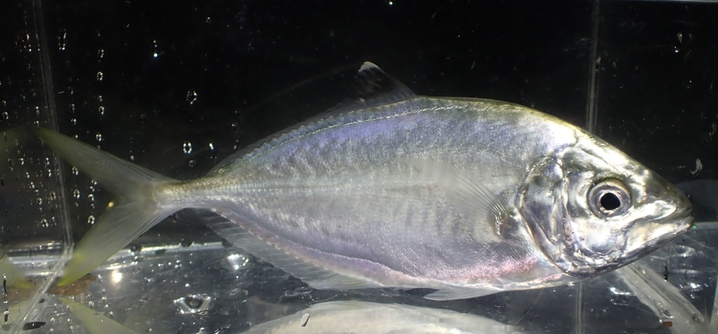 Bruinrug-horsmakreel (Carangoides praeustus) — Carangidae