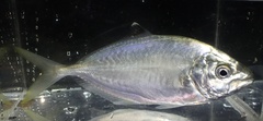 Carangoides praeustus