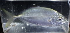 Carangoides praeustus