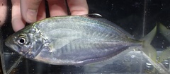 Carangoides praeustus