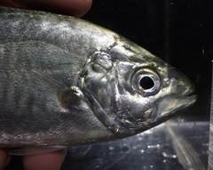 Carangoides praeustus