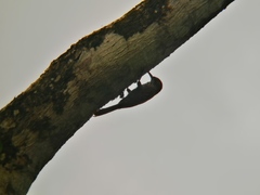 Lepidocolaptes souleyetii