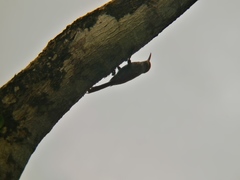 Lepidocolaptes souleyetii