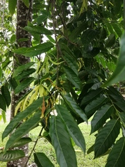 Cananga odorata
