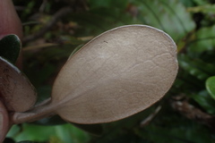 Brachyglottis bidwillii