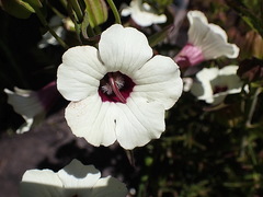 Melasma scabrum scabrum