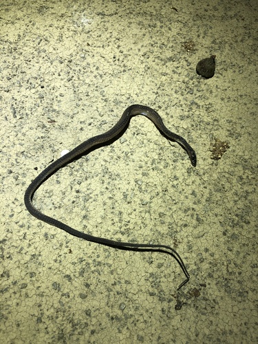 Boulenger's Odd-scaled Snake