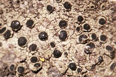 Rinodina santae-monicae