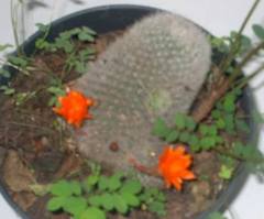 Aylostera muscula
