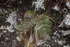Gingidia montana