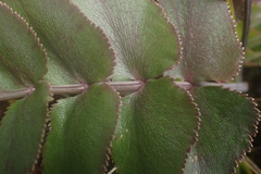 Gingidia montana