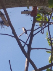 Phaethornis anthophilus