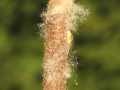 Cotesia glomerata bracovirus