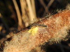 Cotesia glomerata bracovirus