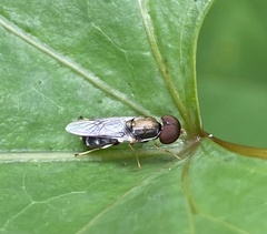 Cephalochrysa calopa