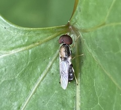 Cephalochrysa calopa