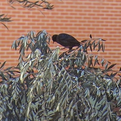 Sturnus unicolor