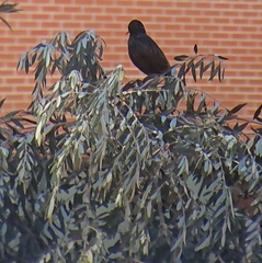 Sturnus unicolor