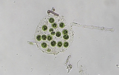 Sphaerocystis