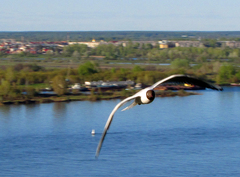 Chroicocephalus ridibundus