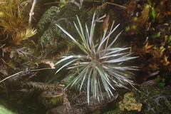 Celmisia laricifolia