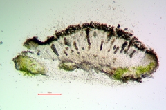Rinodina santae-monicae