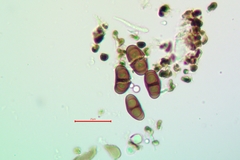 Rinodina santae-monicae