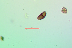 Rinodina santae-monicae