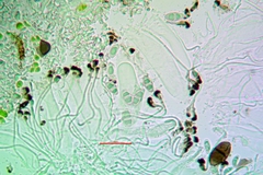 Rinodina santae-monicae