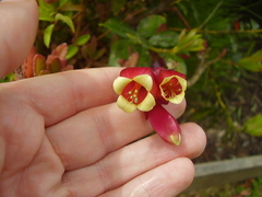 Kalanchoe porphyrocalyx