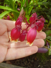 Kalanchoe porphyrocalyx