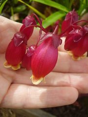 Kalanchoe porphyrocalyx