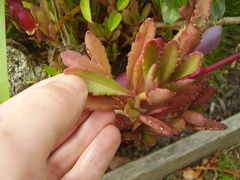 Kalanchoe porphyrocalyx