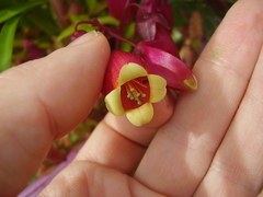 Kalanchoe porphyrocalyx