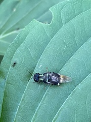 Isomerocera quadrilineata