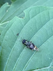 Isomerocera quadrilineata