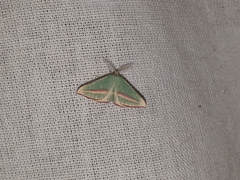 Chlorerythra rubriplaga